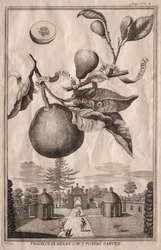 Nurnbergische Hesperides: Limon bergamotto personzin gientile