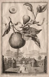 Nurnbergische Hesperides: Limon bergamotto personzin gientile, 1714
