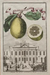 Nurnbergische Hesperides : No125 - Limon Ponzino da Neapoli. Palazzo del N. H. Cornaro à Fiesso, vers 170