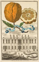 Nurnbergische Hesperides : No185 - Aranzo Striato dolce. Palazzo del N. H. Fonte à Noventa, c1708