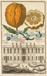 Nurnbergische Hesperides : No. 185 - Aranzo Striato dolce. Palazzo del N. H. Fonte à Noventa