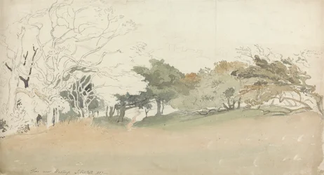 Arbres près de Hastings