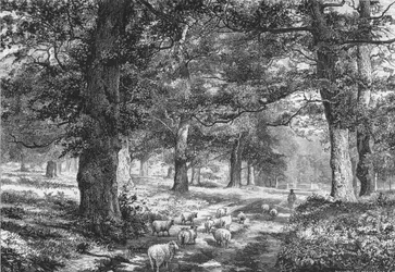 Dans la forêt de Sherwood, vers 1875