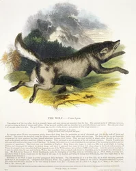 Le loup (Canis lupus) illustration éducative publiée par la Society for Promoting Christian Knowledge