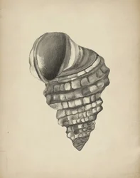 Coquille en spirale détaillée