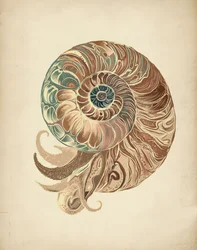 Élégante coquille de nautile