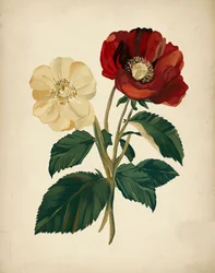 Élégantes fleurs rouges et jaunes