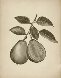 Étude botanique de la goyave