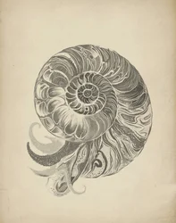 La spirale complexe du nautile