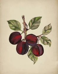Branche de prunier mûr