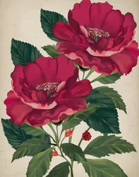 La Rose de la Providence