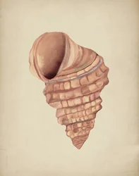 Étude sur les coquillages en spirale