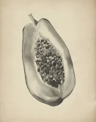 Demi-papaye tropicale