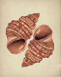 Deux coquilles de conque