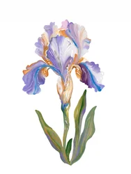 Iris aux couleurs vives et picturales