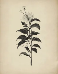 Illustration botanique d