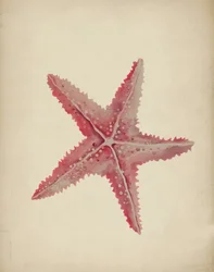 Étoile de mer rose vintage