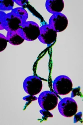 Perles de prière violettes, de la série Misbaha, 2016 (photographie)