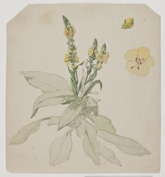 Molène en fleur (verbaserum)