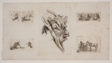 Chevaux, vaches, chats et une tête de chèvre. Feuille d