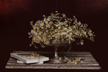 Camomille et vieux livres