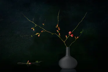 Branches sombres en fleurs