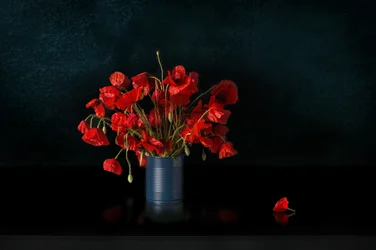 Des coquelicots rouges spectaculaires