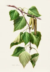 Feuilles et chatons de bouleau