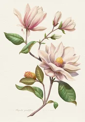 Fleurs de magnolia aux teintes rosées