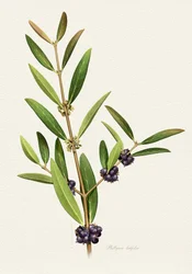 Élégante branche de baies