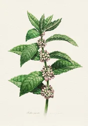 Menthe en fleur (nom botanique)