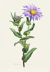 Étude botanique de l