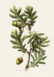 Art botanique : le chêne des Pyrénées