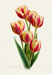 Tulipes rayées aux couleurs vives