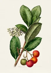 Arbousier ancien
