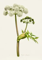 Illustration botanique d