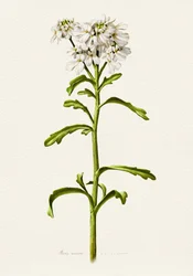 Candytuft blanc - Description botanique