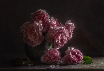 Pivoines rose foncé