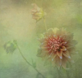 Une fleur de dahlia de rêve