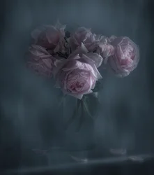 Roses roses « Moody »