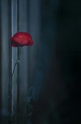 Fleur de pavot rouge « Moody »