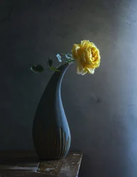 Rose jaune « Moody »