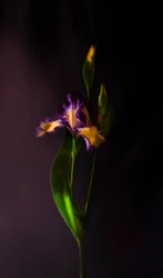 Une floraison d