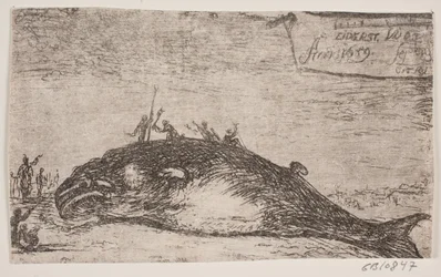 Une baleine échouée à Eiderstedt