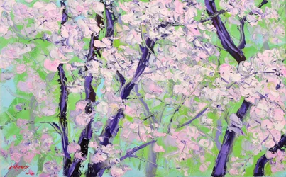 Les cerisiers en fleurs