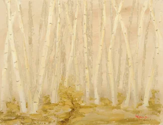 Forêt de bouleaux brumeuse