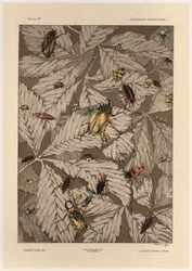 Coléoptères, planche 38 de 