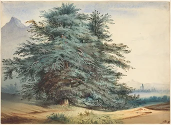 Deux arbres anciens devant un sommet montagneux