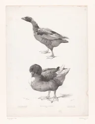 Étude d