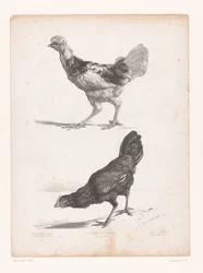 Étude de deux poules